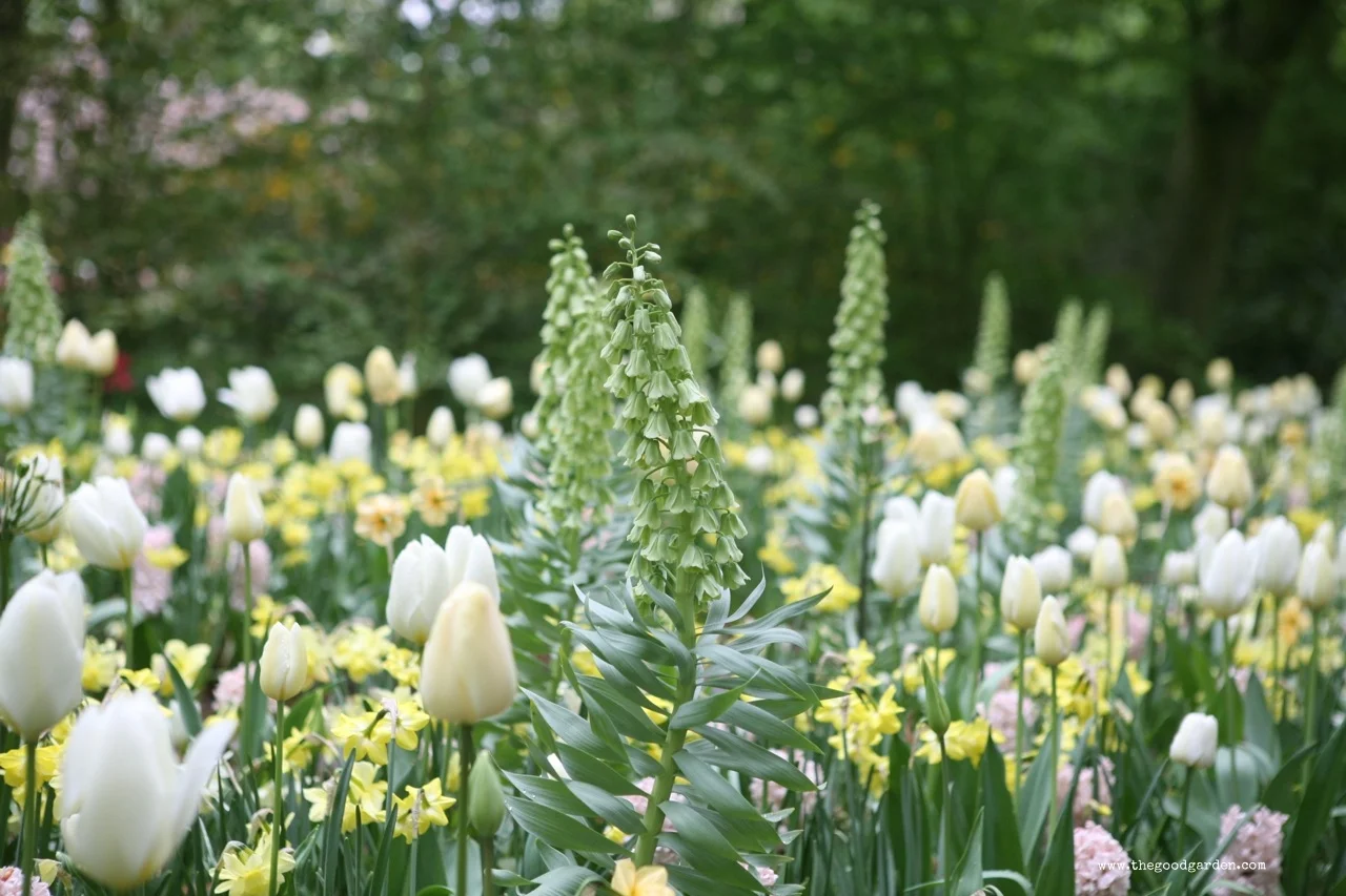 thegoodgarden|keukenhof|netherlands|6846.jpg