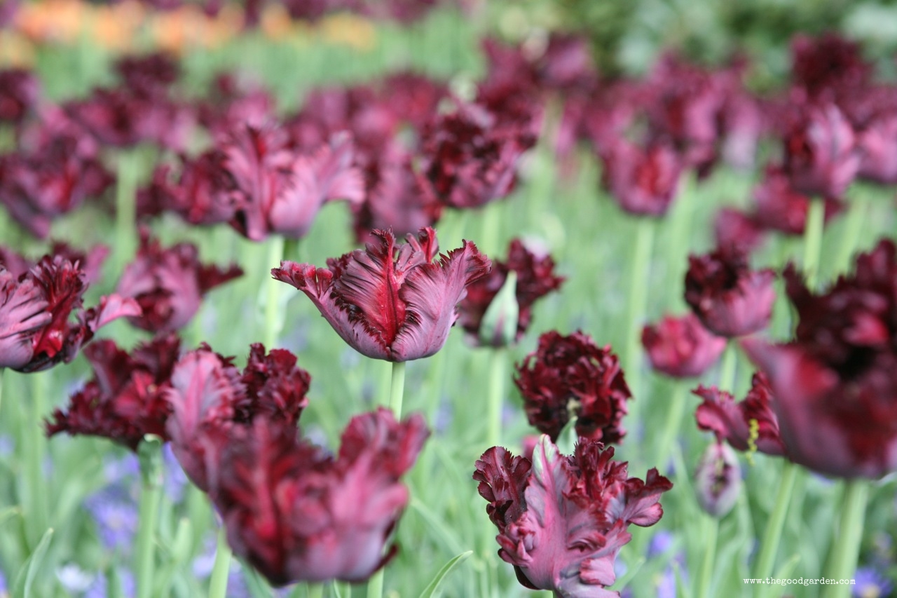 thegoodgarden|keukenhof|netherlands|6737.jpg