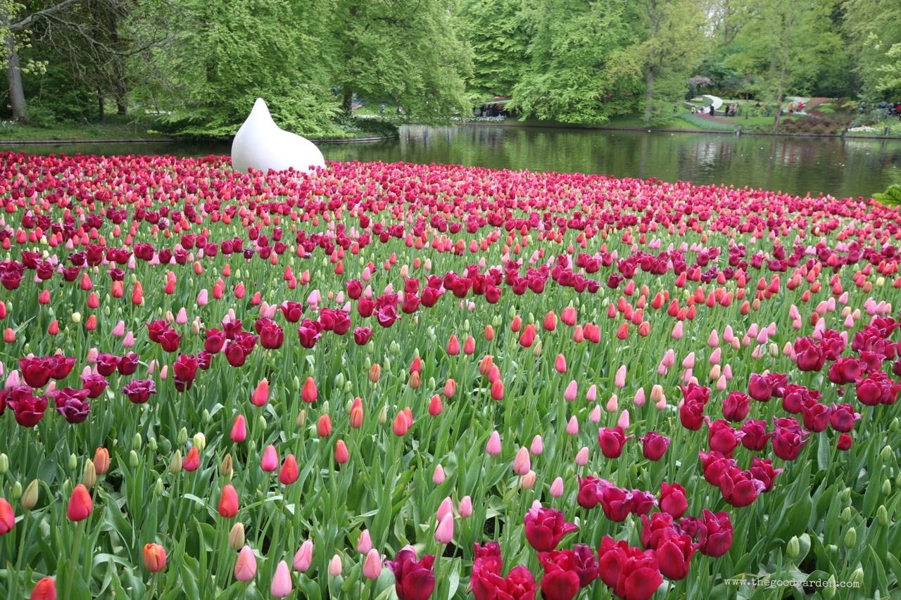 thegoodgarden|keukenhof|netherlands|6579.jpg