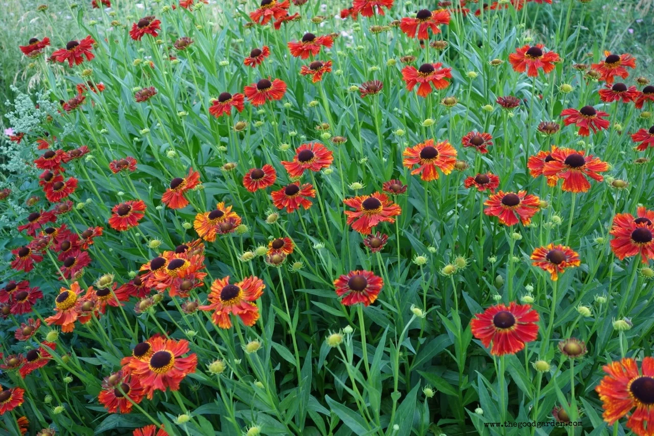 Going wild in Rotterdam