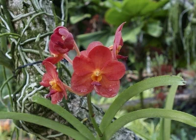 Orchid lovers wanted