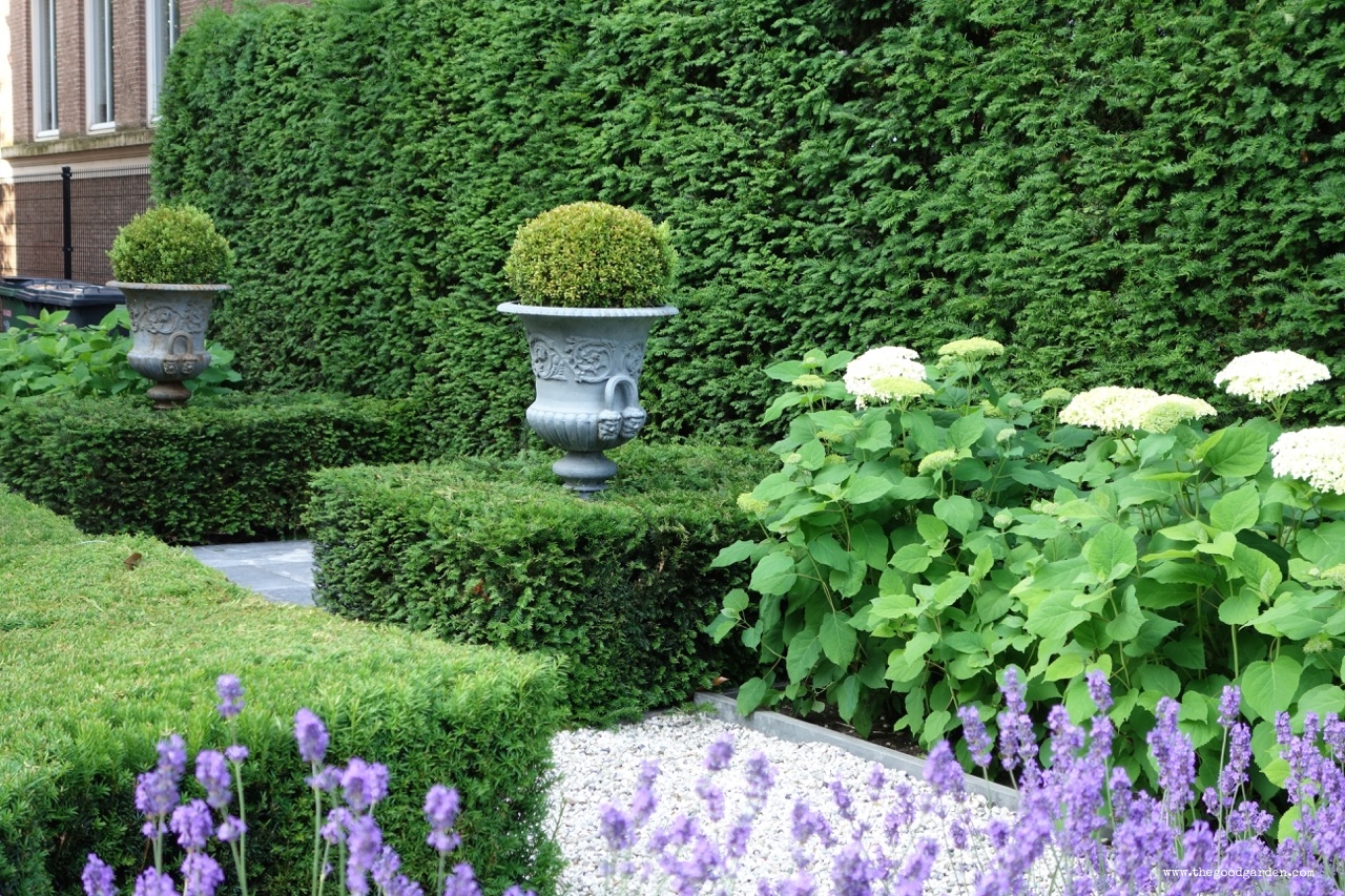  A yew hedge in a small urban front garden. Rotterdam, the Netherlands. 