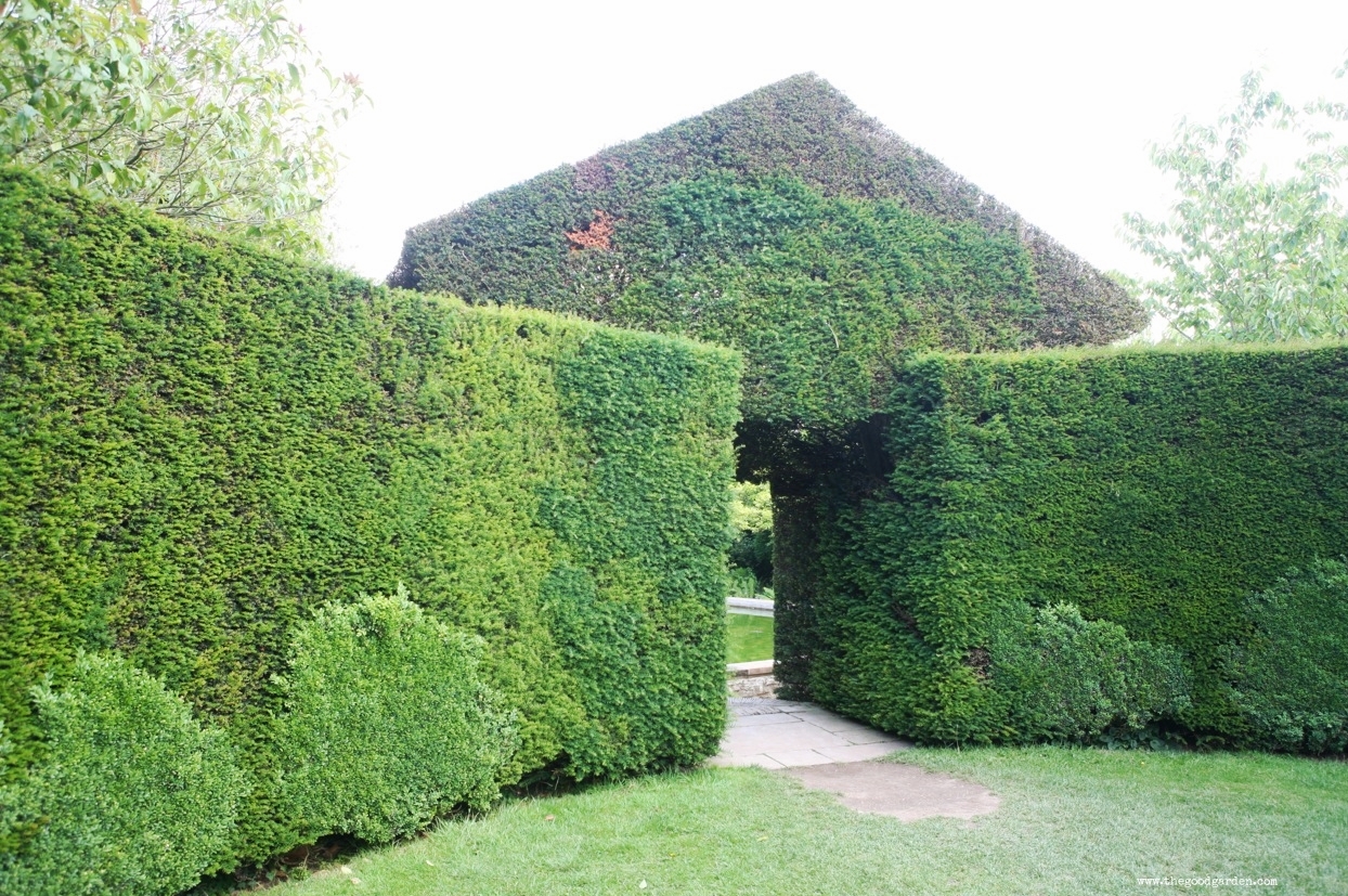  A boxwood and yew hedge in the&nbsp;garden at Hidcote.&nbsp;Gloucestershire, England. 