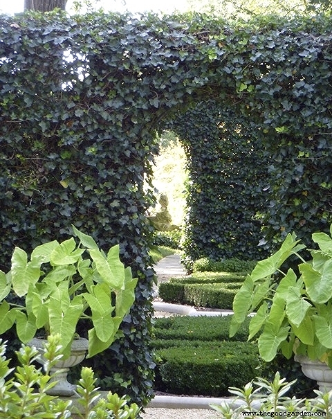  Innovative ivy hedge over a metal frame creates a lush, dark green backdrop for this garden room at Hillwood. &nbsp;Washington, DC. 