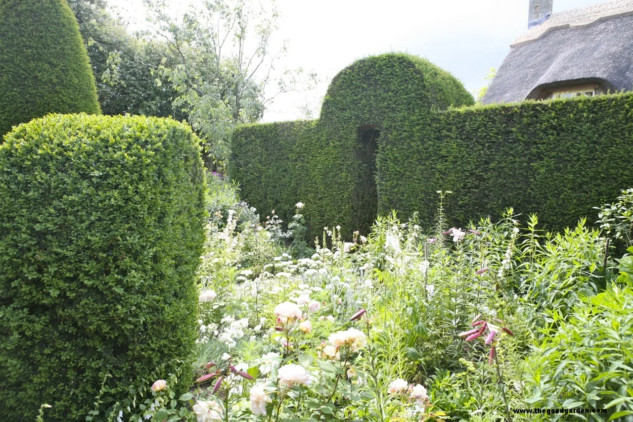 Best garden hedges