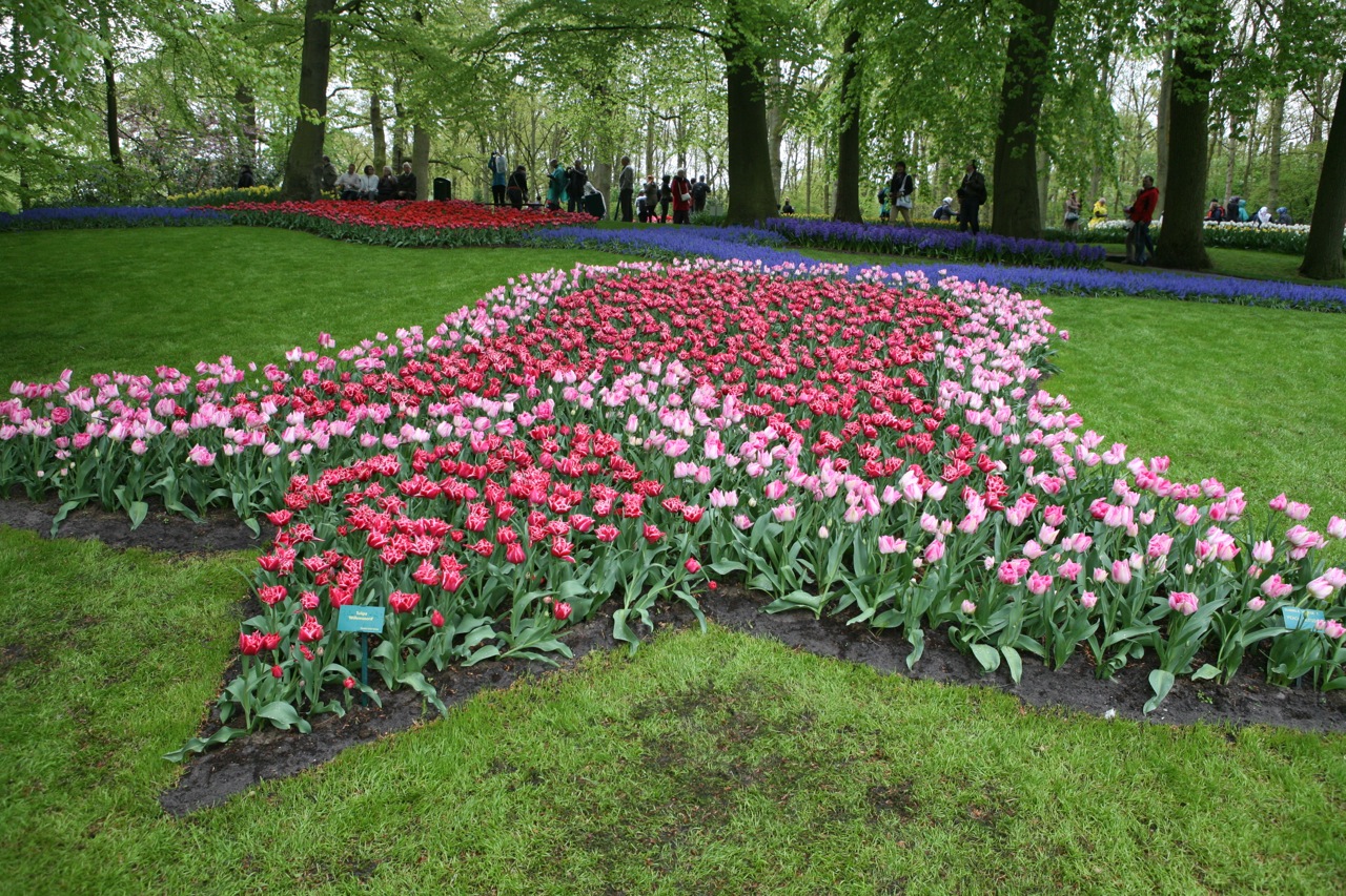  A tulip by tulips at the tulip garden of the world - Keukenhof. 