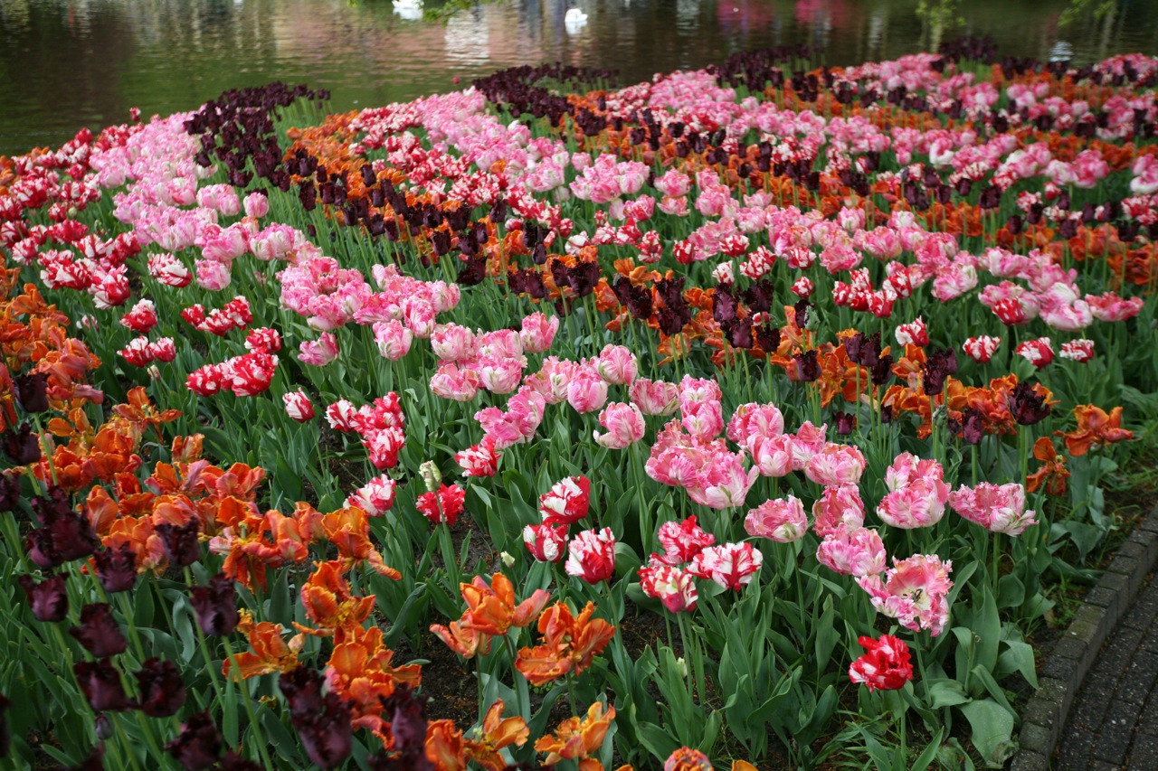  Tulips arranged in stripes&nbsp;at Keukenhof. 