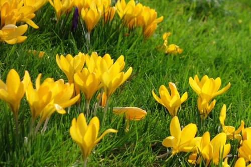 Crocuses welcome spring