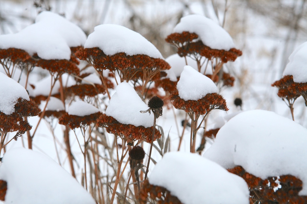  Nature plays a role in the design with black-eyed susans finding their way into this cluster of Sedum in Jim's garden. 