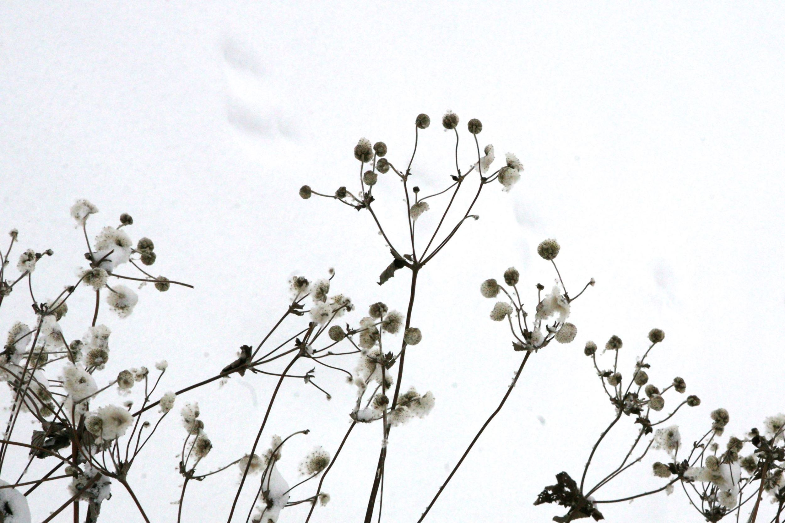  Anemones take on a new look in the winter, here in Marcie's Appleton&nbsp;garden. 