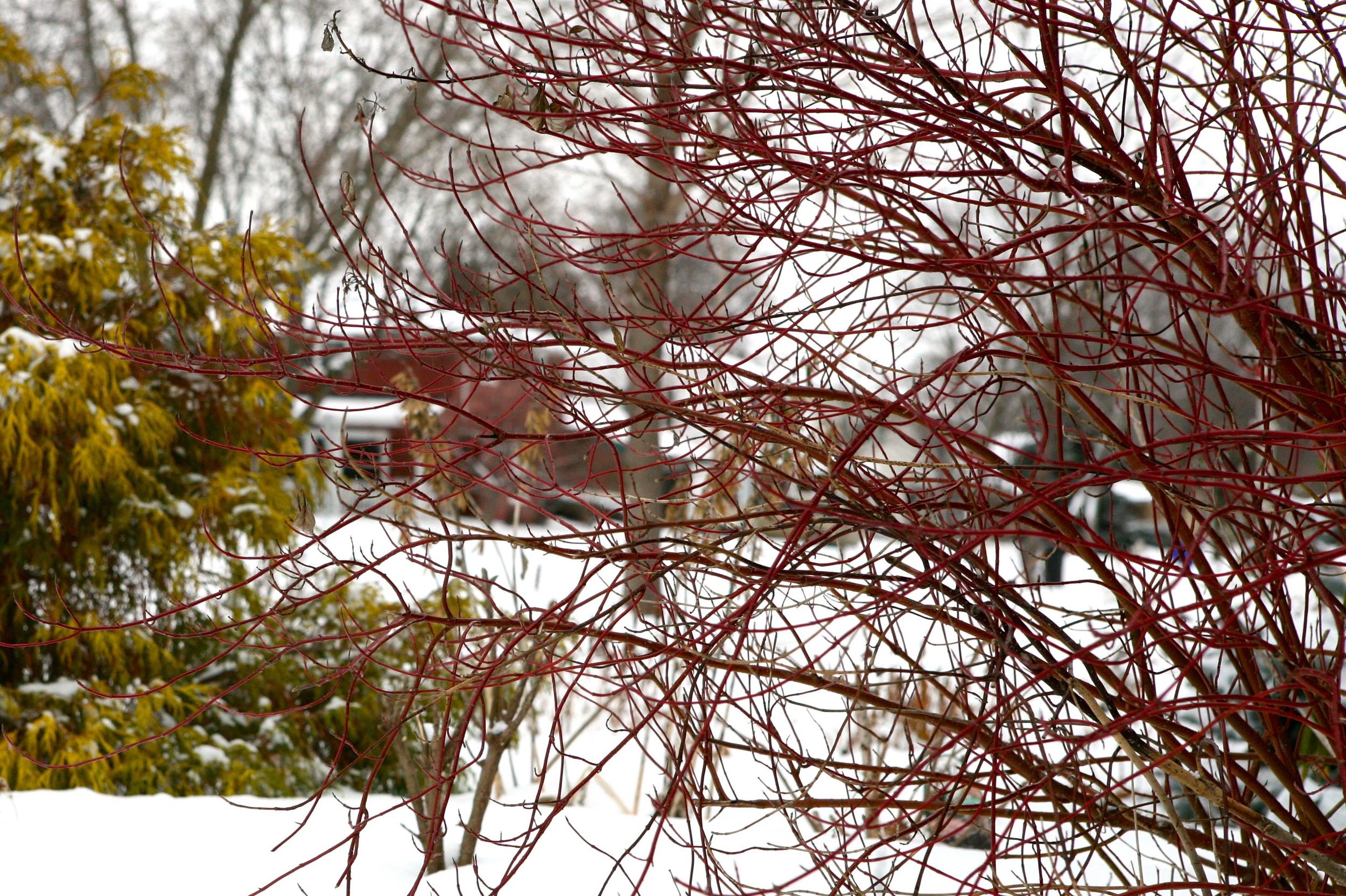  Red-twig dogwood provides interest all winter in Marcie's garden. 