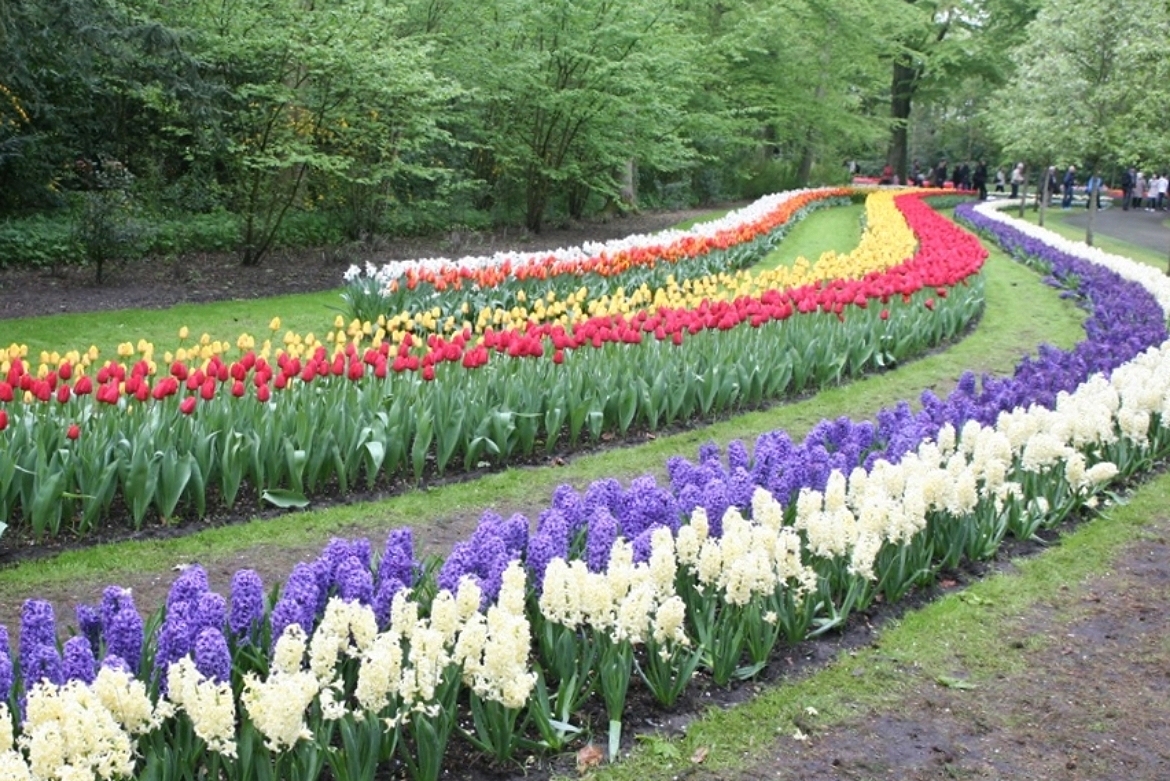  Example of striping&nbsp;at Keukenhof. 