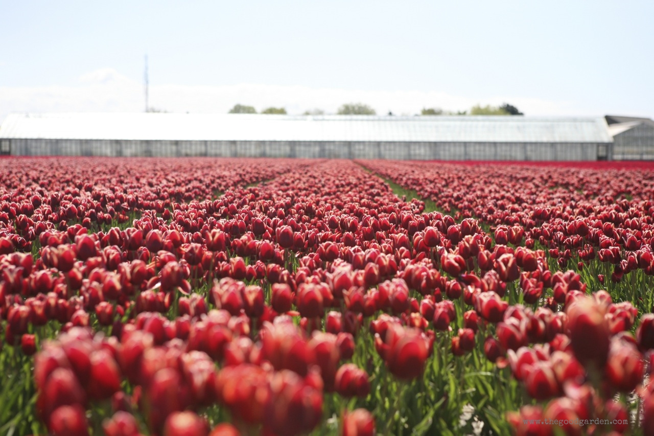 thegoodgarden|tulipfields|netherlands|6922.jpg