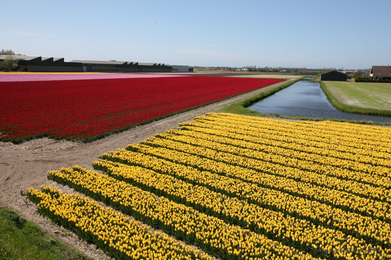 thegoodgarden|tulipfields|netherlands|7017.jpg