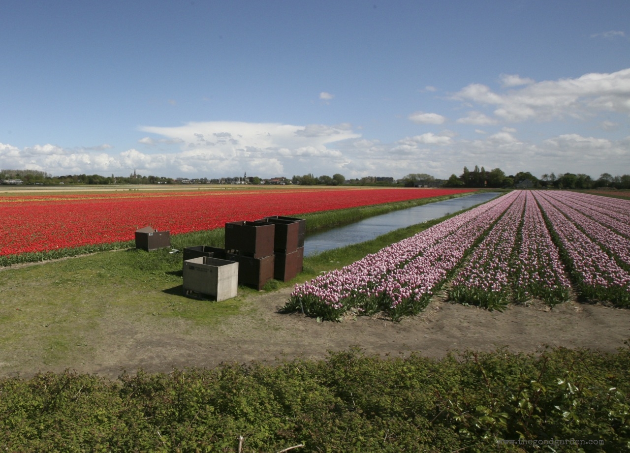 thegoodgarden|tulipfields|netherlands|7006.jpg