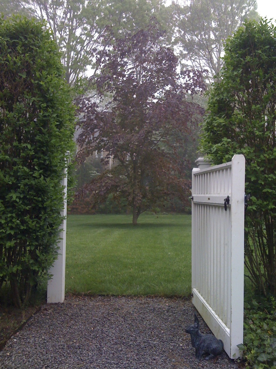  A white picket gate frames a copper beech tree in East Hampton, NY. 