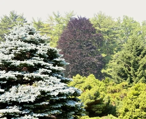 Happy birthday John Loudon