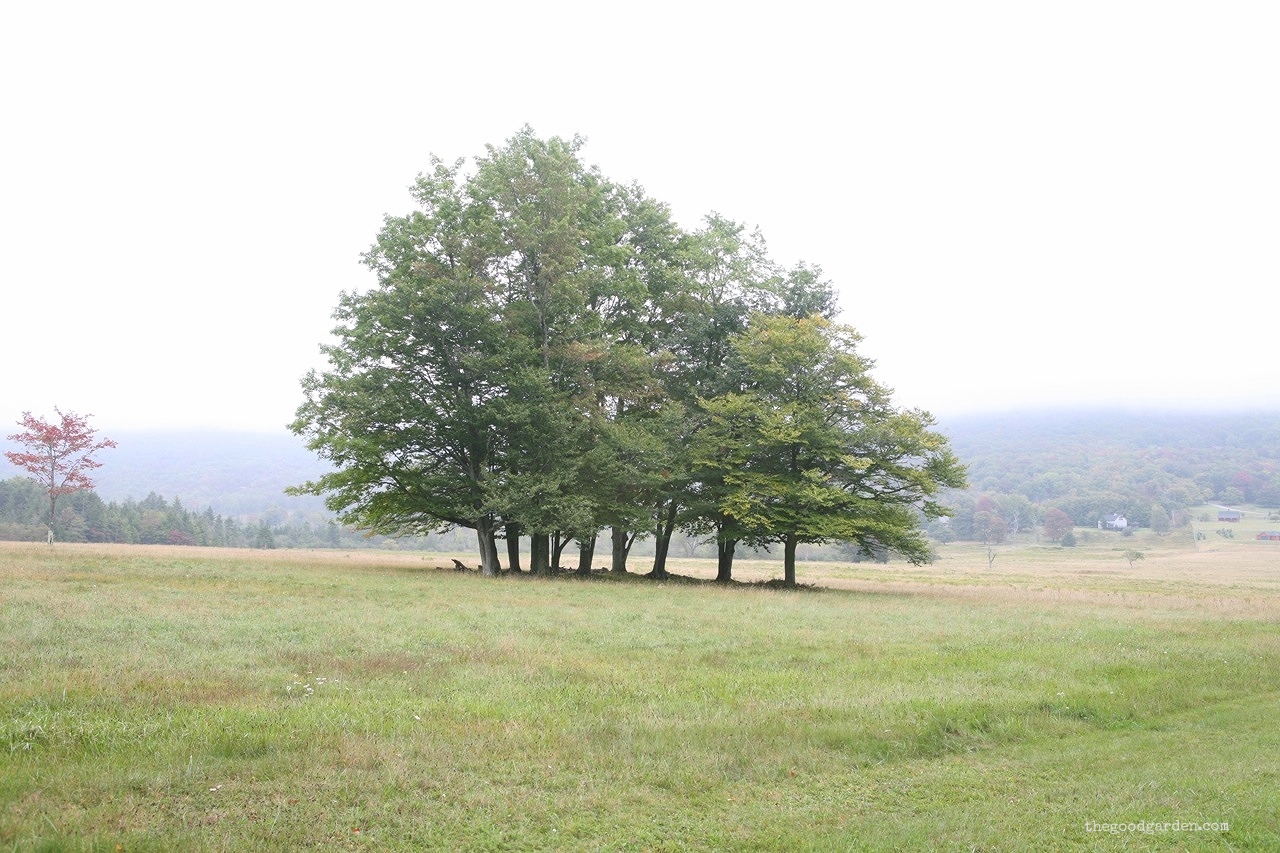 thegoodgarden|canaanvalley|westvirginia|1577.jpg