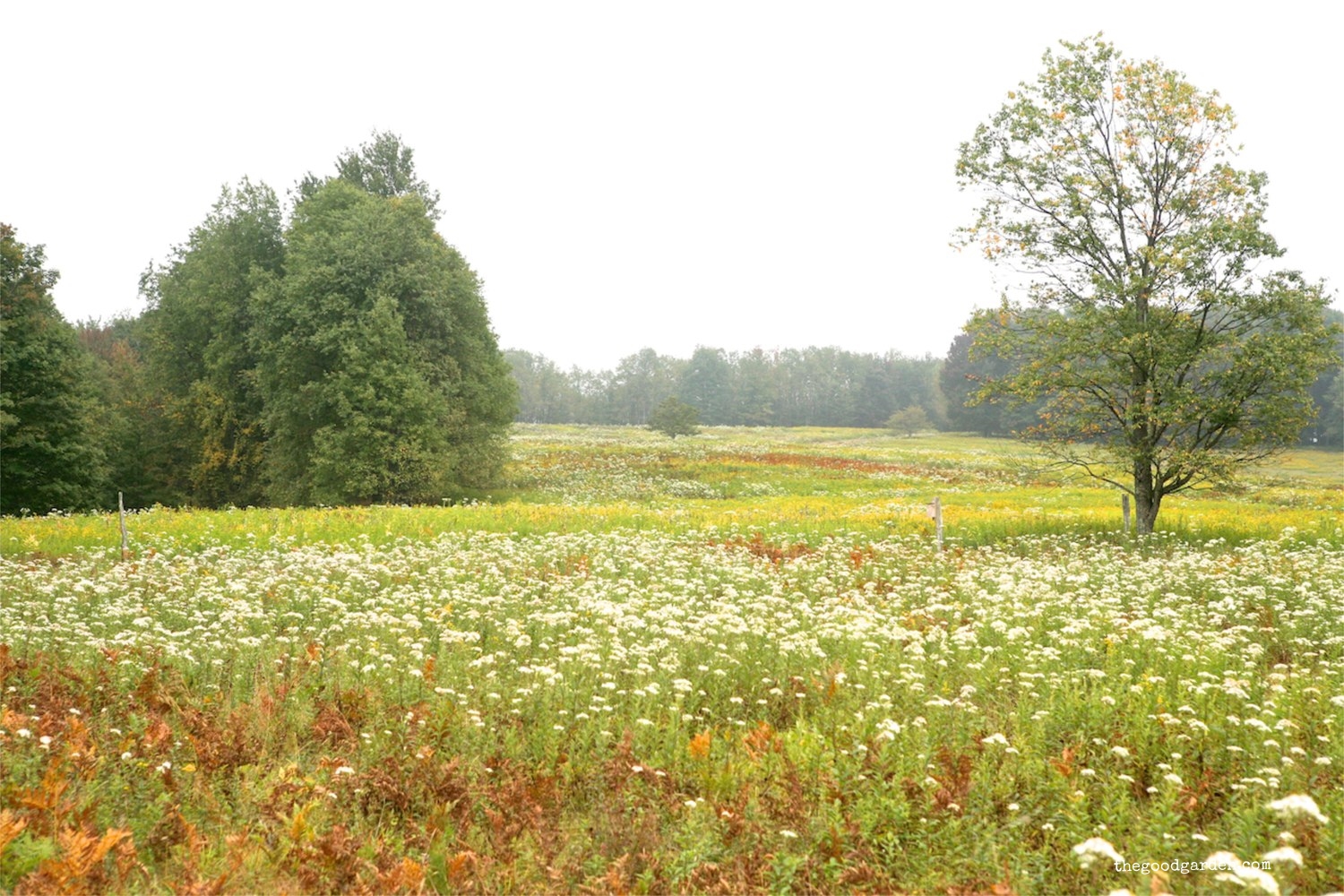 thegoodgarden|canaanvalley|westvirginia|1599.JPG.jpg