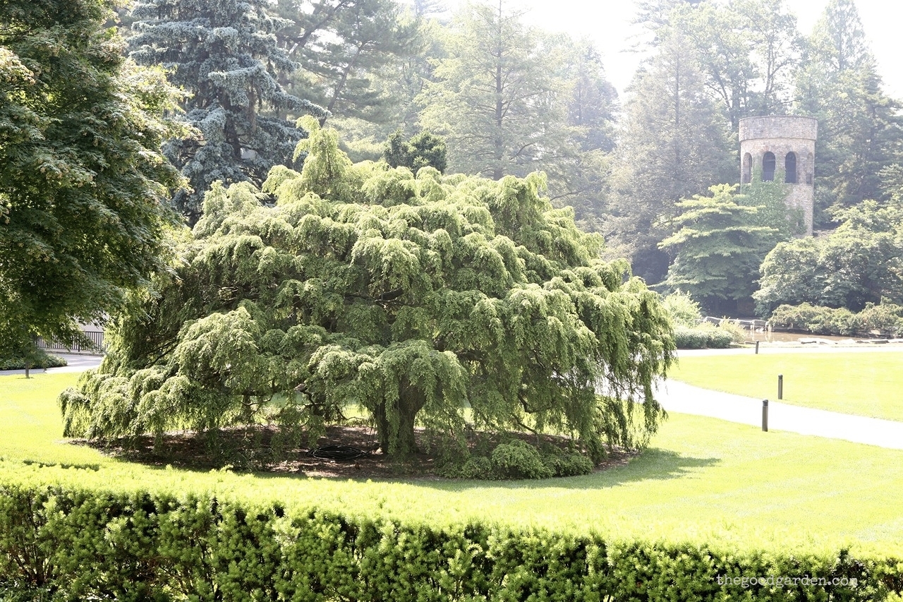 thegoodgarden|longwoodgardens|2217.JPG.jpg