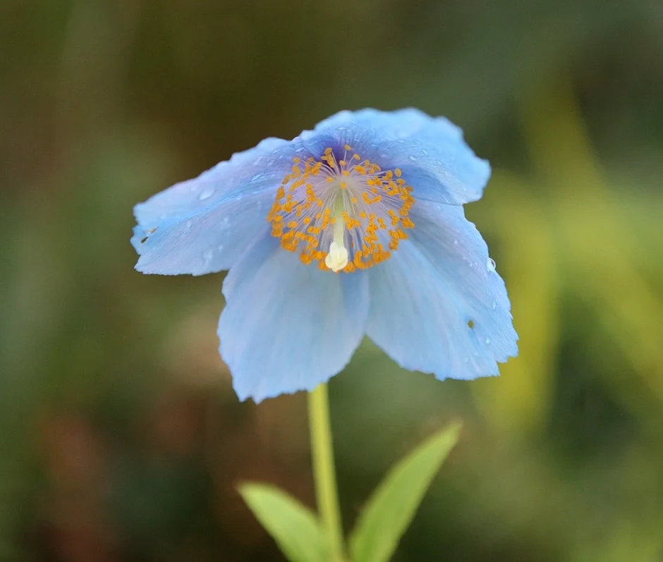Legend of the blue poppy