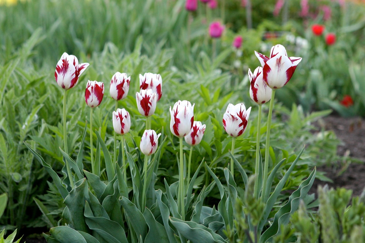 A group of red and white striped tulips remind me of the famous ‘Semper Augustus’ variety. In the 1600’s these were so rare that it was cheaper to commission a grand master painting of this tulip than to own one. 