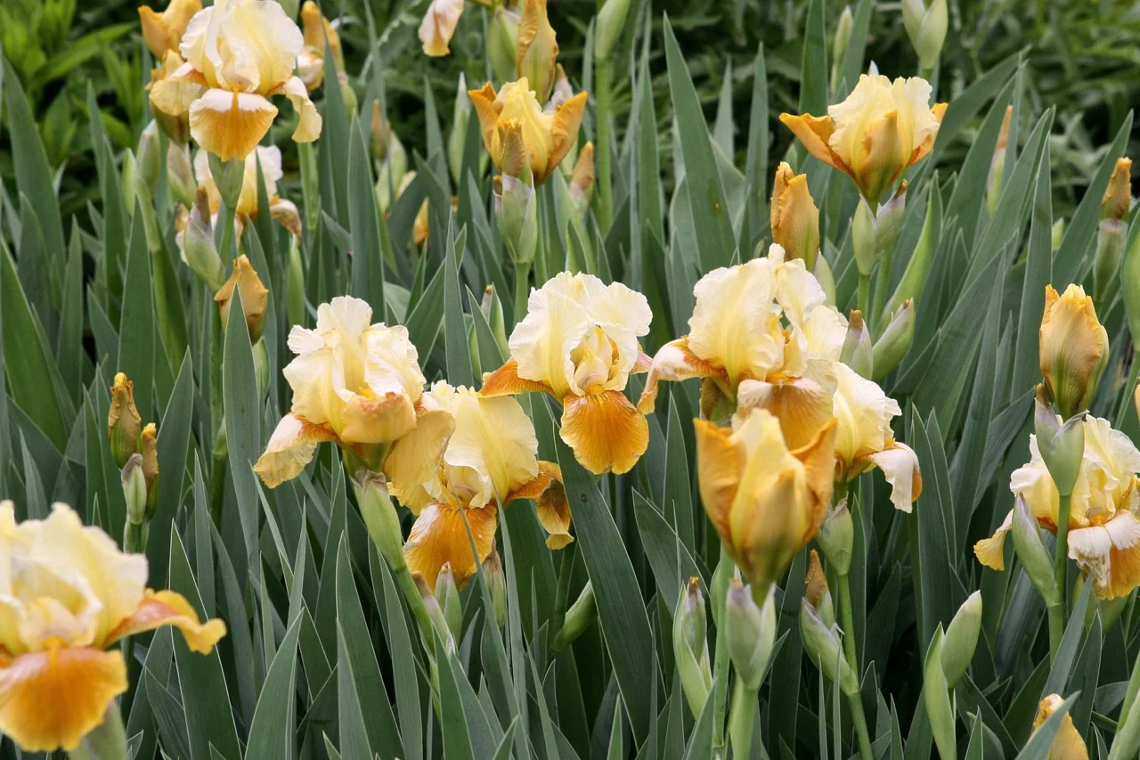 The iris, named after the Greek goddess who traveled on rainbows to link heaven and earth, plays a key role in the garden. They are planted in drifts to increase their impact. 