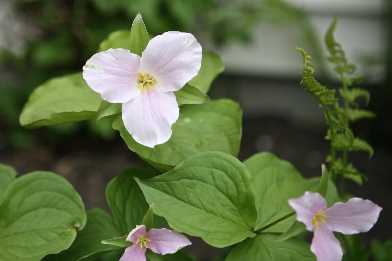 Shade-loving plants like trillium and ostrich fern fill the shady border on the north side of the house.