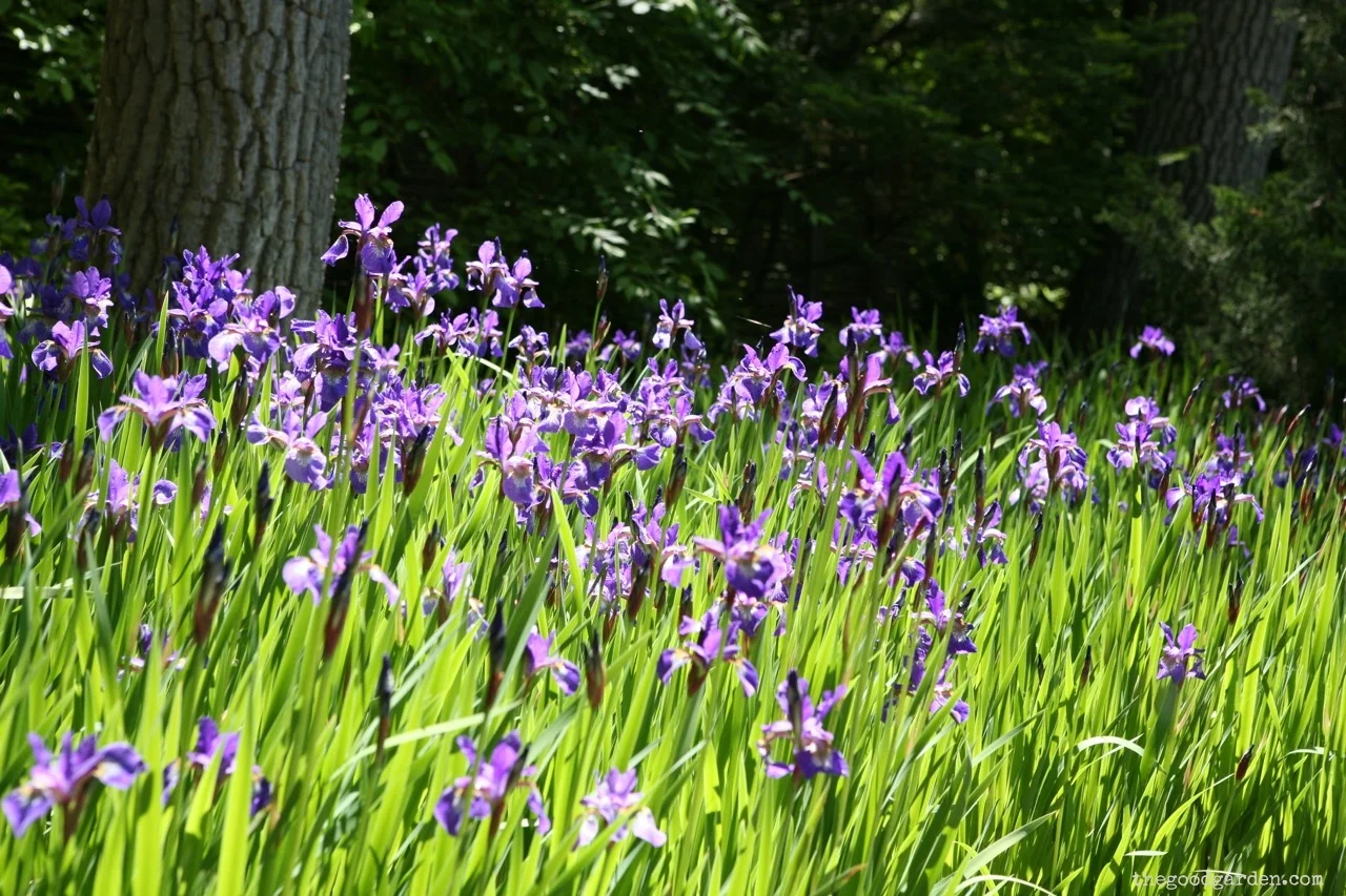 thegoodgarden|andersongarden|6630.jpg