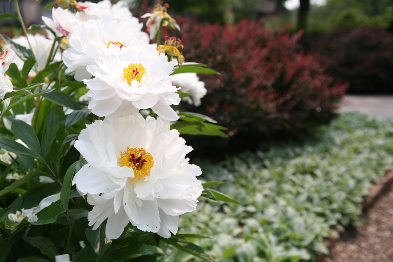    Barberry and lamb’s ear provide a clean backdrop for a swath of white peonies.     