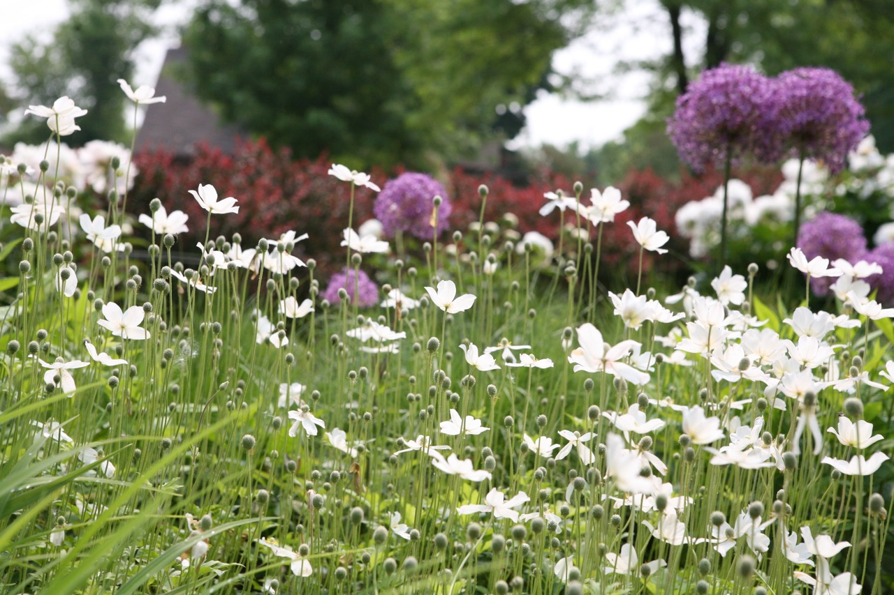    Spring anemone add a light, meadow-like quality to this garden section.     