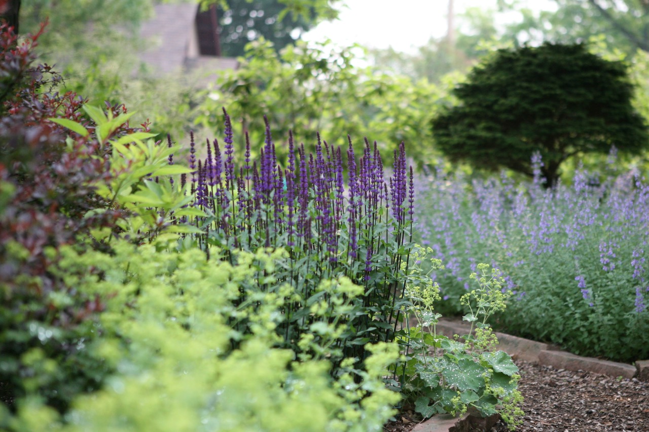    A painterly combination: perennial salvia, ladies mantle, and cat mint.&nbsp; Note how the little gem spruce creates a focal point and draws the eye to the back.     