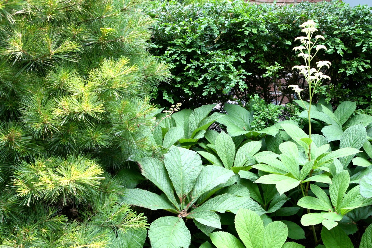    Pine, boxwood and Rodgersia   show how even an all green planting can create interest through shape, tone, and texture.&nbsp;     
