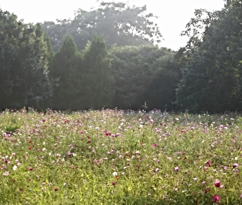 A formal, wild meadow