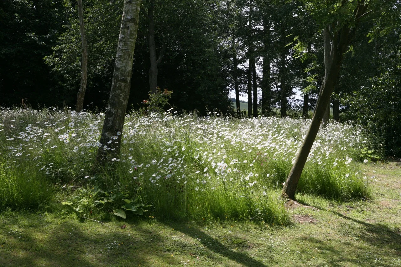 The wilderness at Hidcote