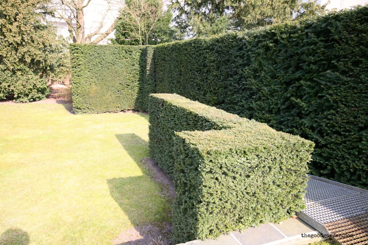  Bold hedges at the edge of the property mirror the exterior walls of the house. 