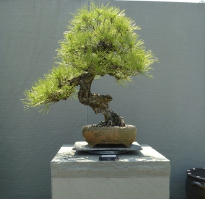 Penjing politics