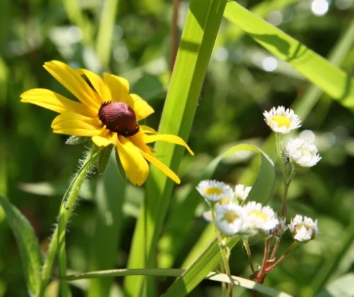 Remembering Bernard McMahon