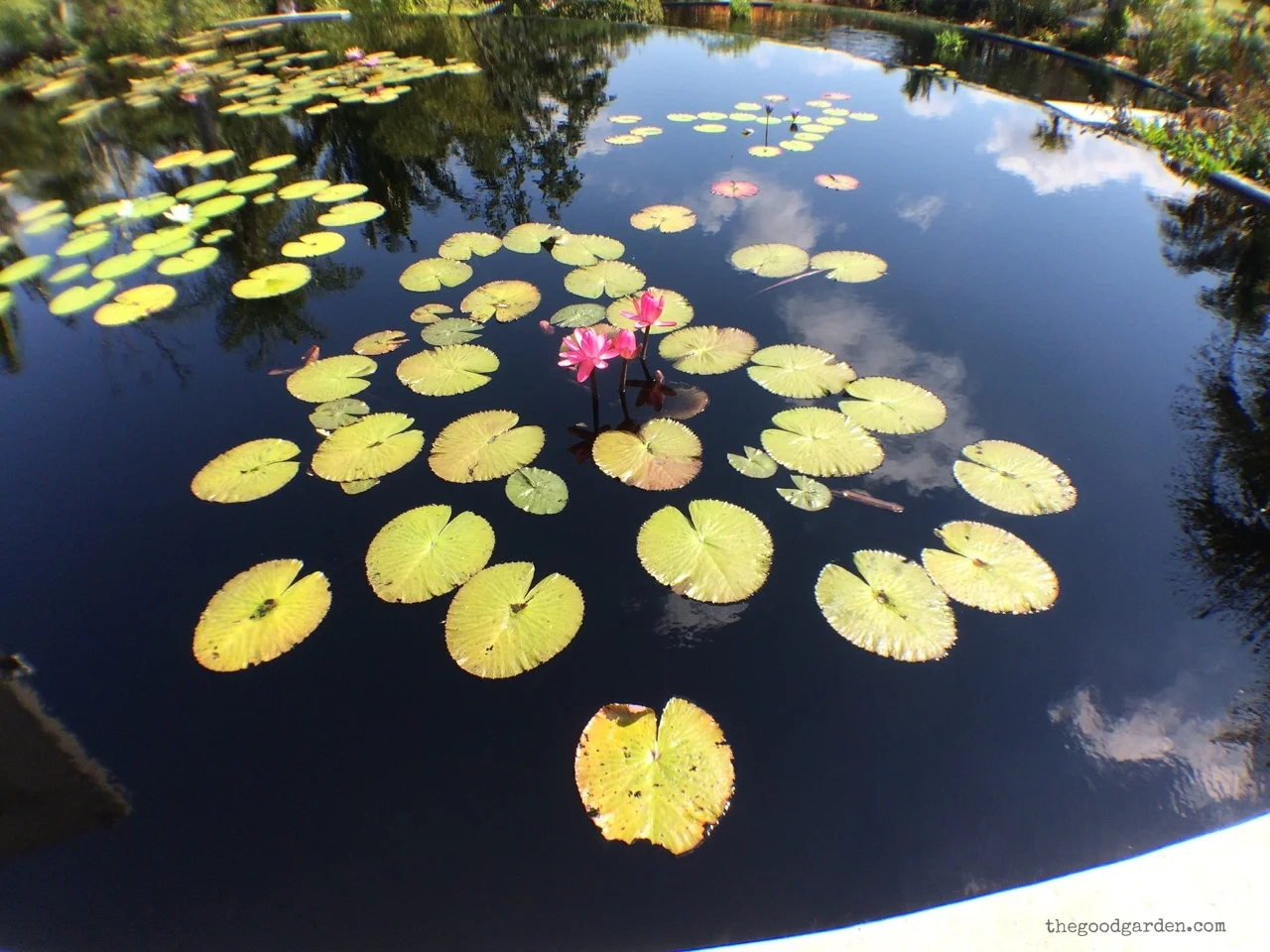davidcalle|thegoodgarden|naplesbotanicgarden2242.jpg