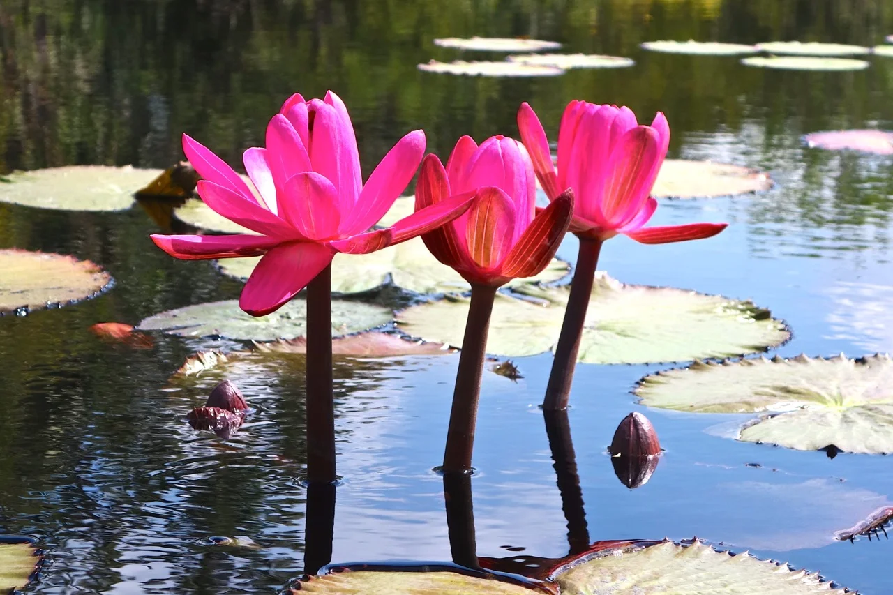 "The Cultivated Wild"