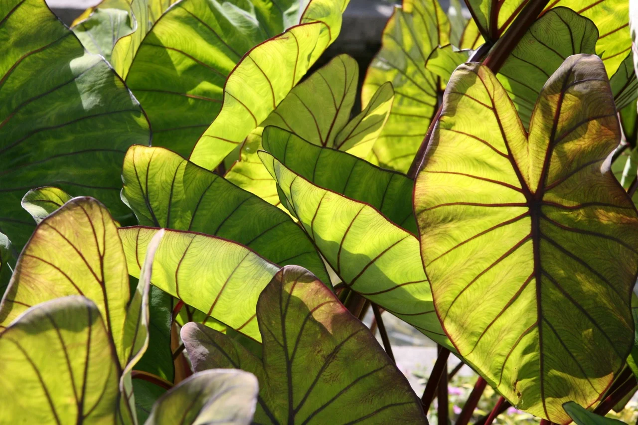 An Indo-Persian Garden