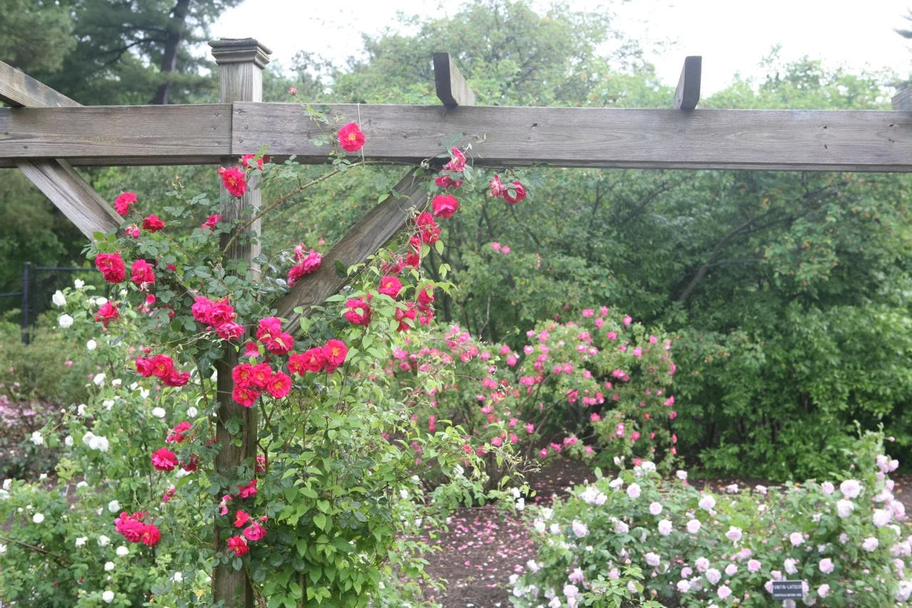 thegoodgarden|colonialpark|NJ|122.jpg