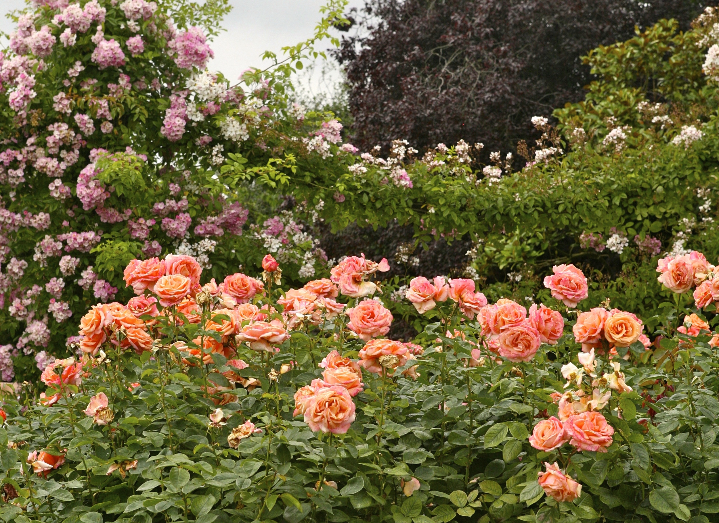 thegoodgarden roses front 1.jpg