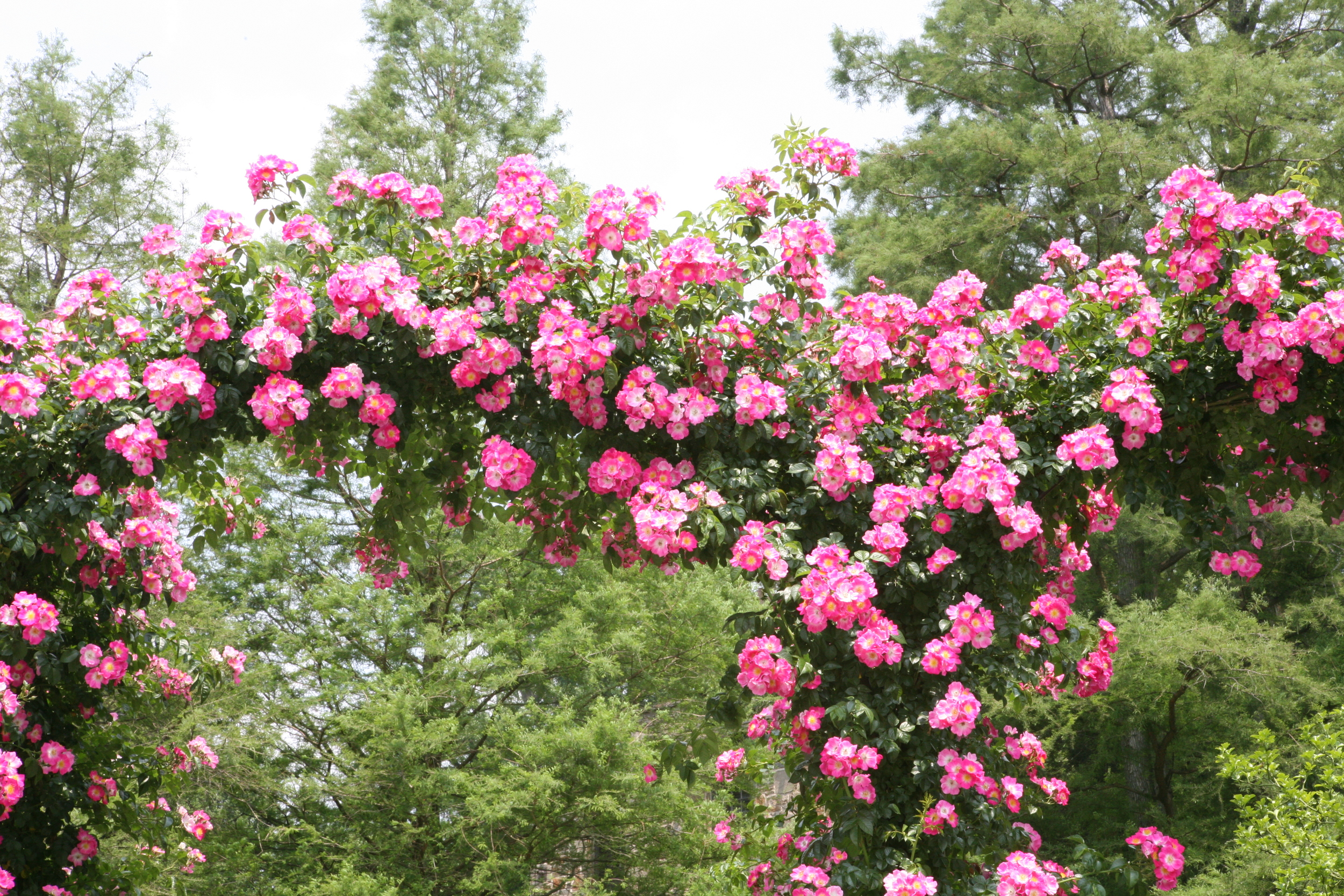 thegoodgarden roses front 3.JPG