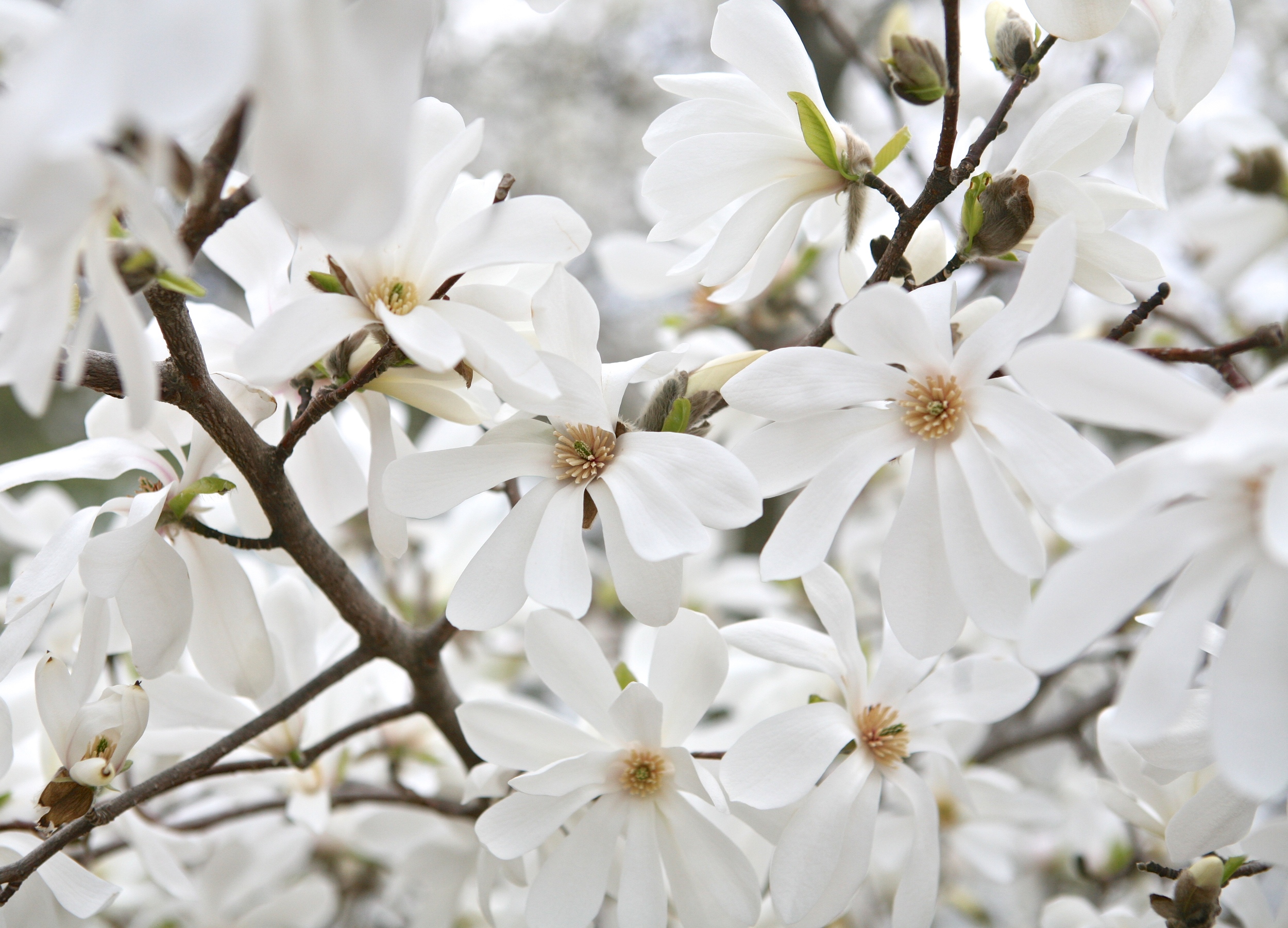 thegoodgarden blossoms front 2.JPG