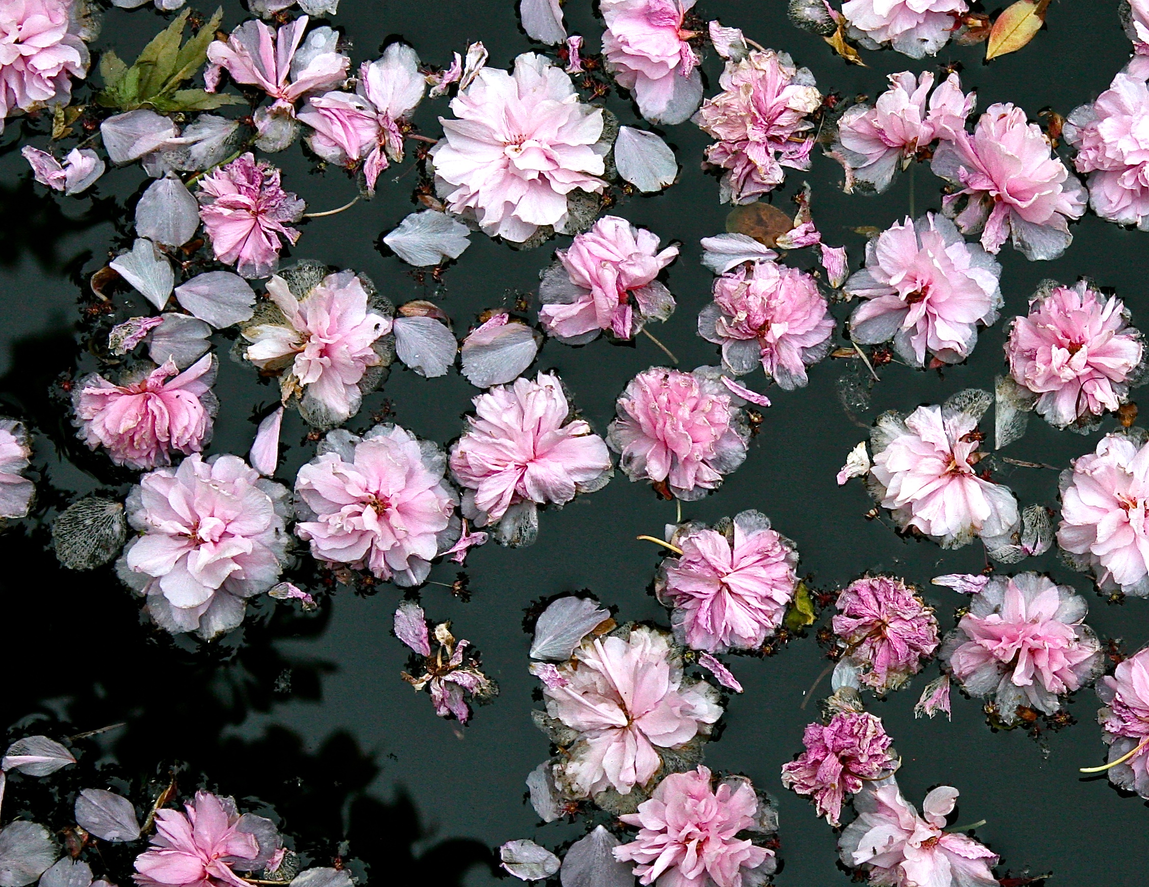 thegoodgarden blossoms front 4.JPG