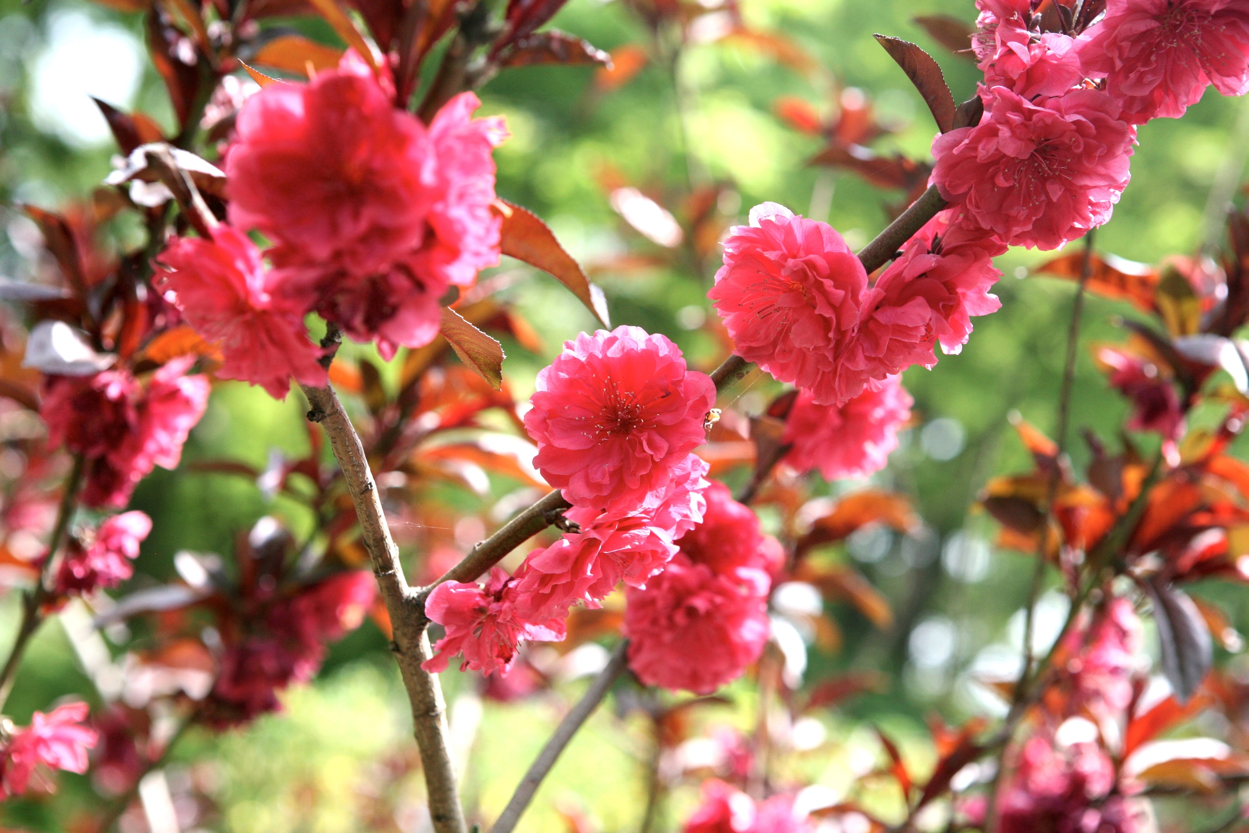 thegoodgarden blossoms front 3.JPG