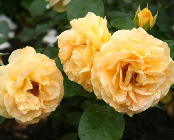 Colonial roses