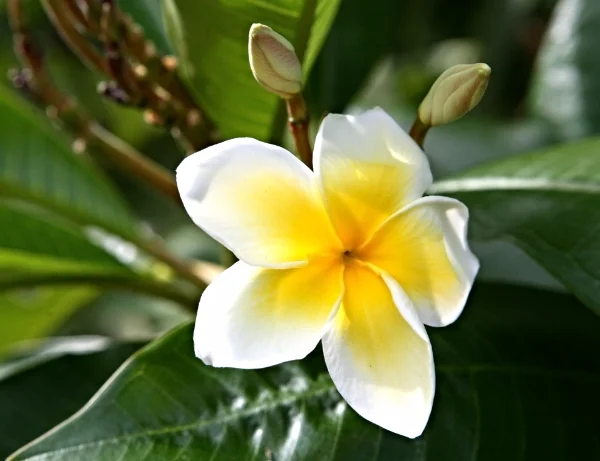 Tropicals in Wisconsin