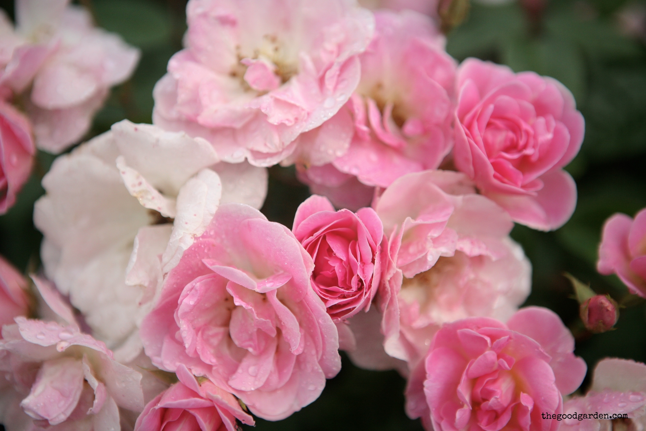 thegoodgarden roses front 2.JPG